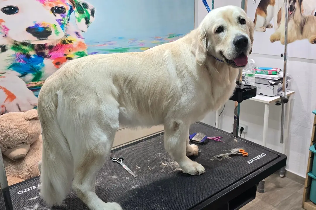 peluqueria canina y estilismo