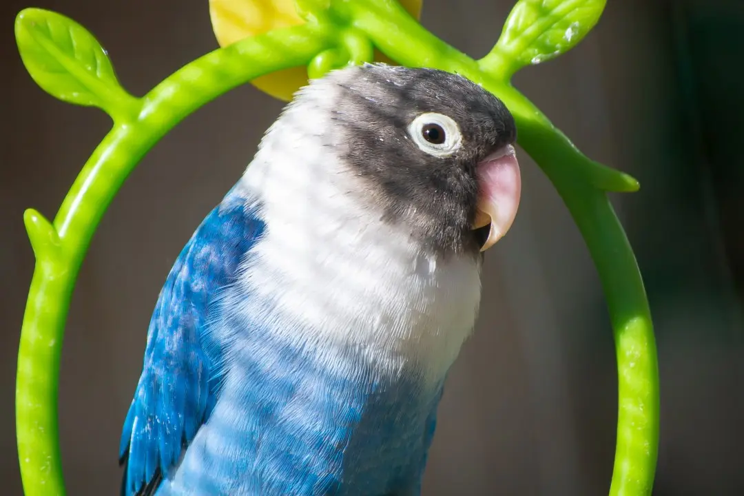 peluqueria y estilismo aves